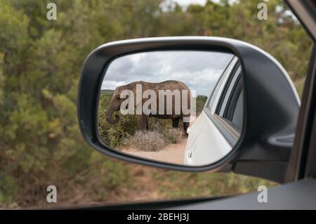 African elephant reflected in rear view mirror. Safari game drive in African wilderness Stock Photo