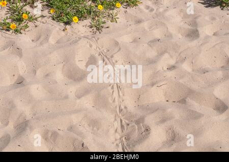 Blue tongue lizard spoor on the sand. Wild reptile footprints on the ground Stock Photo
