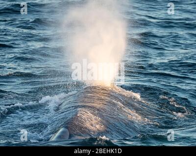 Adult blue whale, Balaenoptera musculus, surfacing off Magdalena Island, Baja California Sur, Mexico. Stock Photo