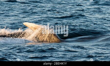 Adult blue whale, Balaenoptera musculus, surface lunge-feeding off Magdalena Island, Baja California Sur, Mexico. Stock Photo