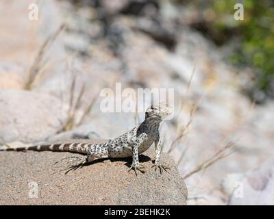 Juvenile San Esteban spiny-tailed iguanas, Ctenosaura conspicuosa, Isla San Esteban, Baja California, Mexico. Stock Photo