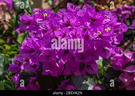 Close up of purple bougainvillaea flowers (Bougainvillea glabra), against a leafy background. Stock Photo