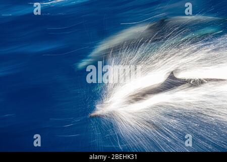 Long-beaked common dolphin, Delphinus capensis, bow-riding off Magdalena Island, Baja California Sur, Mexico. Stock Photo