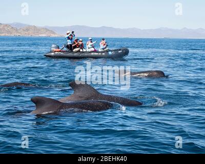 Short-finned pilot whales, (Globicephala macrorhynchus), with Zodiacs off Isla San Marcos, Baja California Sur, Mexico. Stock Photo