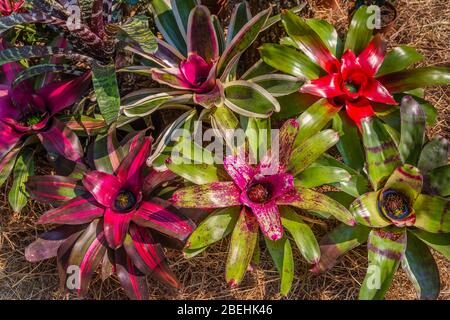Close up of Neoregelia (Bromeliaceae,) Ornamental Bromiliad also called Arabian Nights. It is native to South American rainforests. Stock Photo