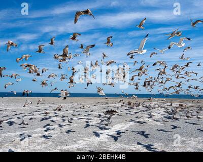 California gulls, (Larus californicus), in flight over Punta Belcher, Magdalena Island, Baja California Sur, Mexico. Stock Photo