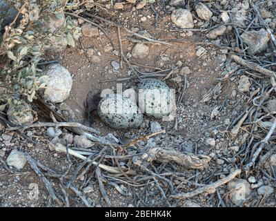 Heermann's gull, (Larus heermanni), eggs in nest at nesting site on Isla Rasa, Baja California, Mexico. Stock Photo