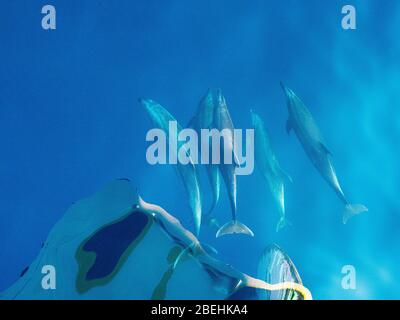 Bottlenose dolphins, Tursiops truncatus, bow-riding the Nat Geo Venture off Isla San Marcos, Baja California Sur, Mexico. Stock Photo