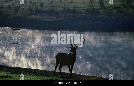 Elk by river near Banff, Alberta, Canada Stock Photo
