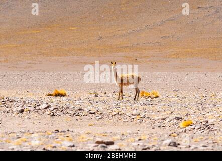 Portrait of a cute Vicuna (Vicugna vicugna) in the altiplano, Andes mountains, Bolivia. Stock Photo