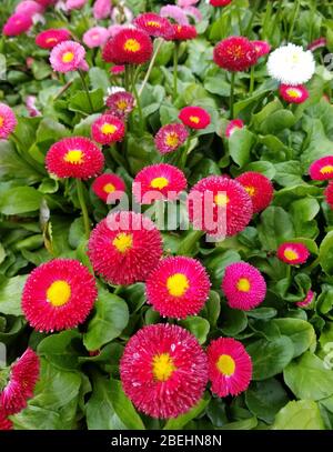 Red and white Tasso mixed English Daisy flowers Stock Photo