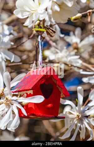 Novelty red bird house hanging on a flowering tree with white blooms Stock Photo