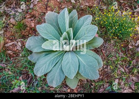 Verbascum thapsus, the common mullein, is a species of mullein native to Europe, northern Africa, and Asia. Stock Photo