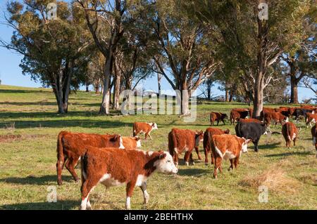 Red and white hereford cows walking on paddock with eucalyptus trees on the background. Cattle stock farming in Australia Stock Photo