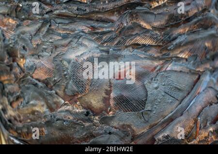 Close up of black burnt tree trunk surface texture. Wildfire nature background Stock Photo