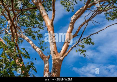 Swamp bloodwood or Corymbia Ptychocarpa tree trunk with shedding bark and green leaves. Australian native endemic tree also known as pink-flowering bl Stock Photo