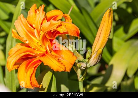Hemerocallis fulva, the orange day-lily, tawny daylily, tiger daylily, fulvous daylily or ditch lily, is a species of daylily native to Asia. Stock Photo