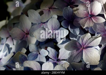 Hydrangea macrophylla 'Nigra’ is a vigorously growing shrub achieving 2m in height at maturity. Small mophead flowers, 120mm across, which are cream. Stock Photo