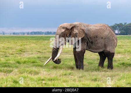 An old elephant walking in the savannah in Africa, beautiful animal in the Amboseli park in Kenya
