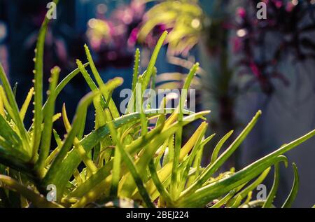 A group of aloe vera plants, sun back lighted and a unfocused background Stock Photo