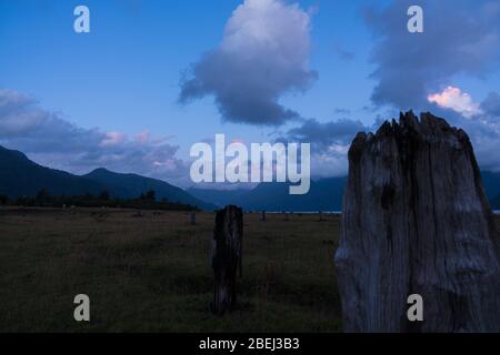 old dead larches on the shore of Lake Chapo Stock Photo
