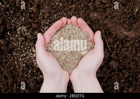 Hands holding seeds over rich brown soil and scattered seeds Stock Photo