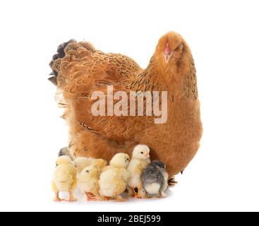 brahma chicken in studio Stock Photo