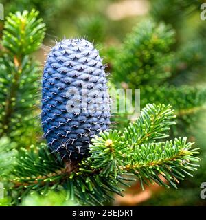The cone of a Delavay's silver-fir or Delavay's fir (Abies delavayi). Stock Photo