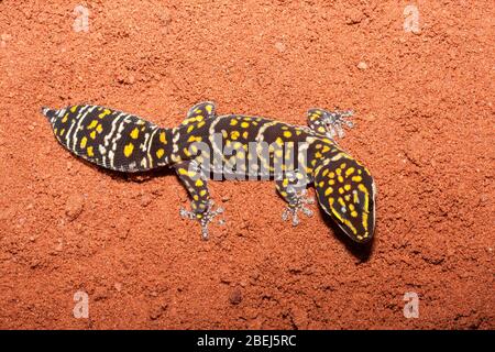 Northern Marbled Velvet Gecko Stock Photo