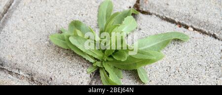 weeds grow between the paving stones Stock Photo