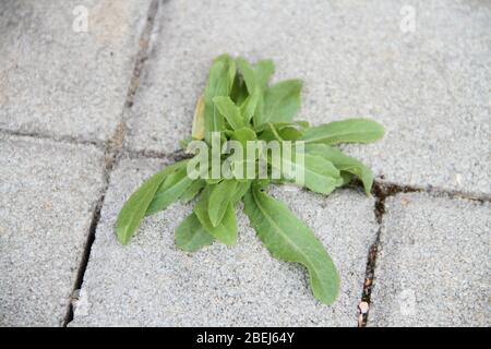 weeds grow between the paving stones Stock Photo