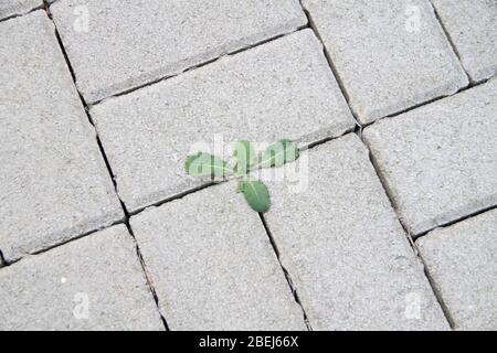 weeds grow between the paving stones Stock Photo