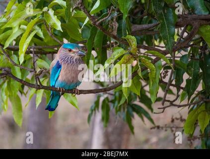 A Tiger Resting Near A Tree While A Bird Observes Stock Photo - Alamy