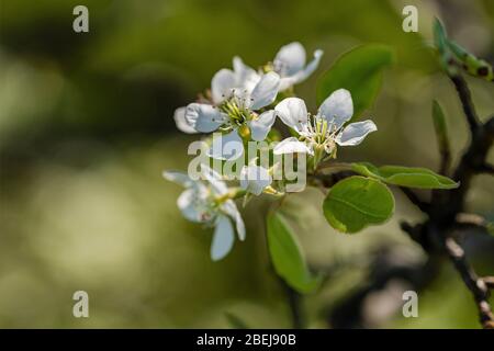 Blooming white blossoms of a cherry tree Stock Photo