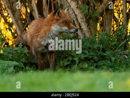 A wild Red Fox (Vulpes vulpes) emerges from the undergrowth early evening, Warwickshire Stock Photo
