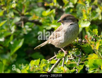 Female House Sparrow (Passer domesticus) perched in Hawthorn, Warwickshire Stock Photo