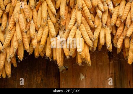 Hung against wooden grange corncobs drying in sun. Stock Photo