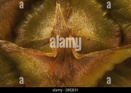 Close-up pineapple skin showing the beauty and complexity of nature. Stock Photo