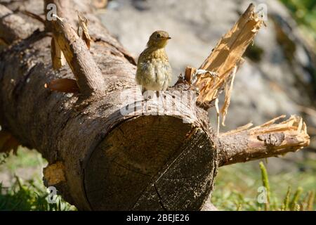 Cute funny baby Robin bird (Erithacus rubecula) standing on the logs of a cut large tree. Young Little European robin bird. Stock Photo