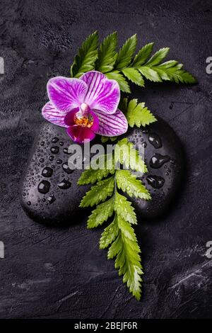 Spa, conceptual composition. Stones for massage, bathed with water drops, orchid and fern on the black background Stock Photo