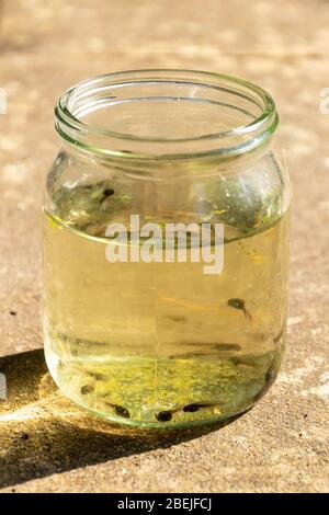 Jar of tadpoles of the common frog (Rana temporaria) during spring, UK Stock Photo