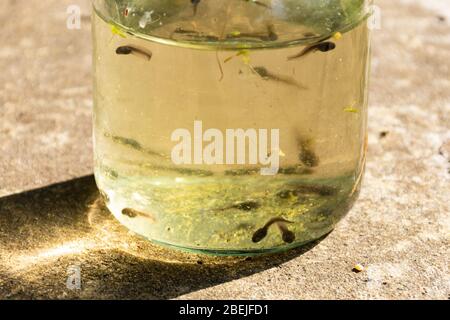 Jar of tadpoles of the common frog (Rana temporaria) during spring, UK Stock Photo