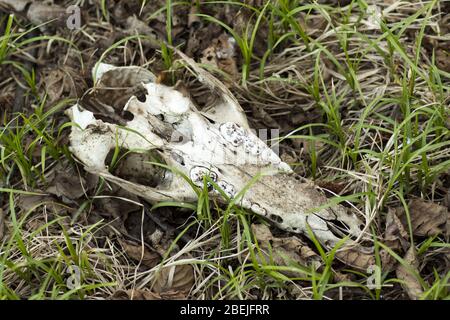 Skull of a wild animal with visible molar teeth lying in the forest. Stock Photo