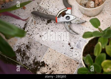 garden secateur and plant pots. home gardening. Top view. Stock Photo