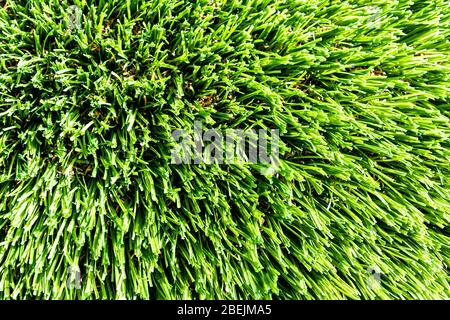 Artificial green grass or needles texture. Abstract backdrop for design. Stock Photo