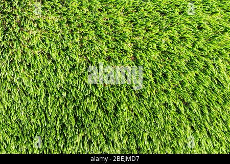 Artificial green grass or needles texture. Abstract background for design. Stock Photo