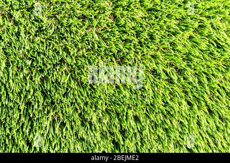Artificial green grass or needles texture. Abstract backdrop for design. Stock Photo