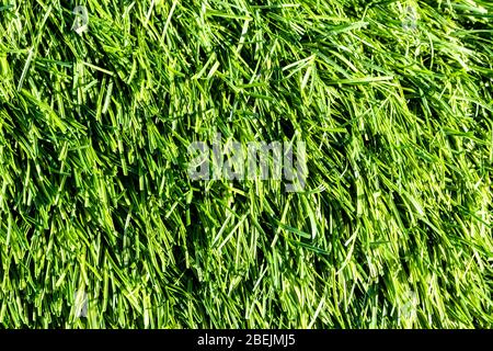Artificial green grass or needles texture. Abstract backdrop for design. Stock Photo