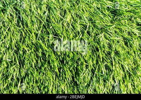 Artificial green grass or needles texture. Abstract background for design. Stock Photo