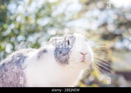 Portrait of a cute dutch rabbit, adorable bunny, bokeh background Stock Photo